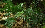 Polypodiophyta Division