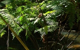 Polypodiophyta Division