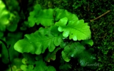 Polypodiophyta Division