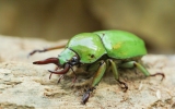 Coleoptera Order