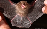 Chiroptera Order