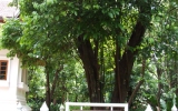 Magnoliophyta Division