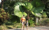 Magnoliophyta Division