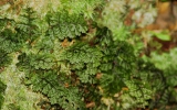 Polypodiophyta Division