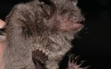 Chiroptera Order