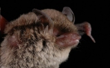 Chiroptera Order