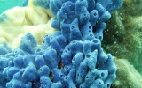 Porifera Phylum