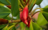 Magnoliophyta Division