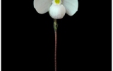 Magnoliophyta Division