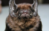 Chiroptera Order