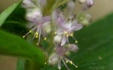 Magnoliophyta Division