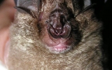 Chiroptera Order