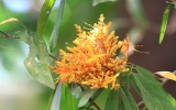 Magnoliophyta Division