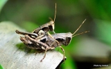 Orthoptera Order