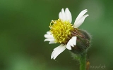Magnoliophyta Division