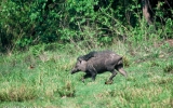 Artiodactyla Order