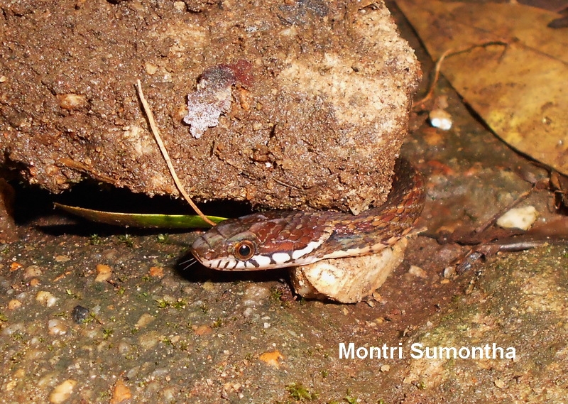 Amphiesma khasiense