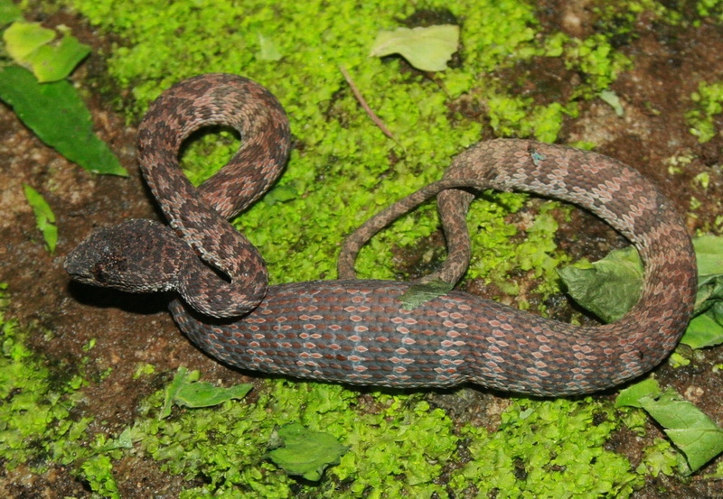 งูพังกา (Trimeresurus purpureomaculatus) วันเด็กนอนพุงกางอยู่หน้าถ้ำ เพื่อนต่างชาติเกือบเหยียบ