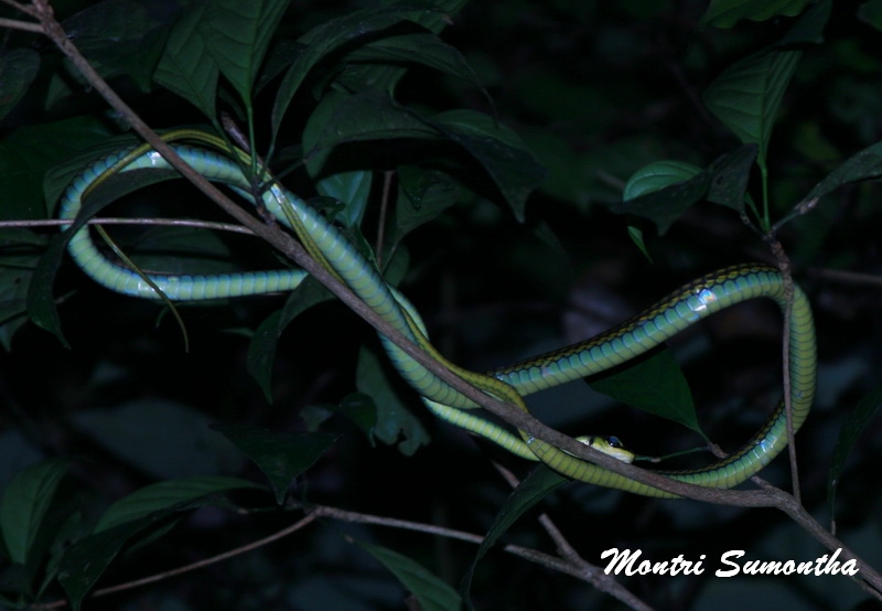 Dendrelaphis formosus