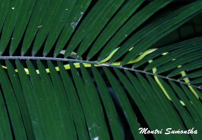 Dendrelaphis formosus