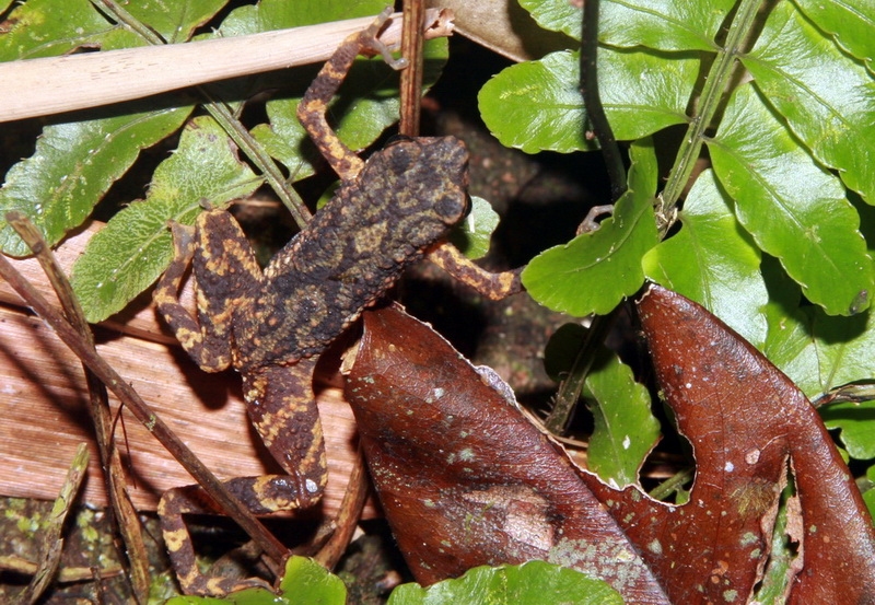 คางคกห้วยระนอง (Ansonia kraensis) ก็ไม่เคยพกพร่องในหน้าที่