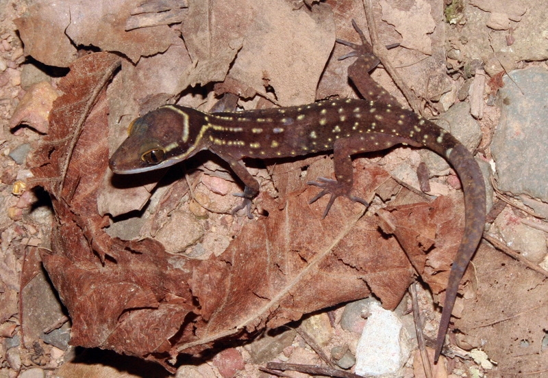 ตุ๊กกายคอขวั้น (Cyrtodactylus oldhami) มาปิดทริปให้