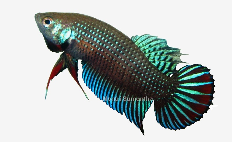 Betta imbellis