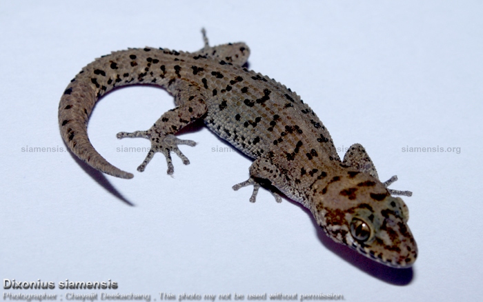 Dixonius siamensis โทนสีเทาจากราชบุรี