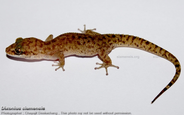 Dixonius siamensis โทนสีน้ำตาลจากกาญจนบุรี