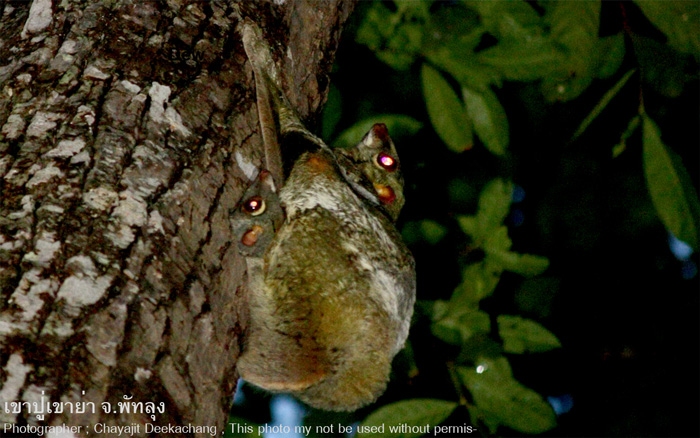 บ่าง Cynocephalus variegatus