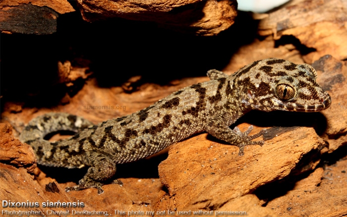 Dixonius siamensis ตัวอย่างจากอยุธยา