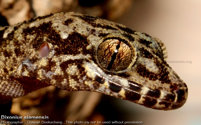 Dixonius siamensis