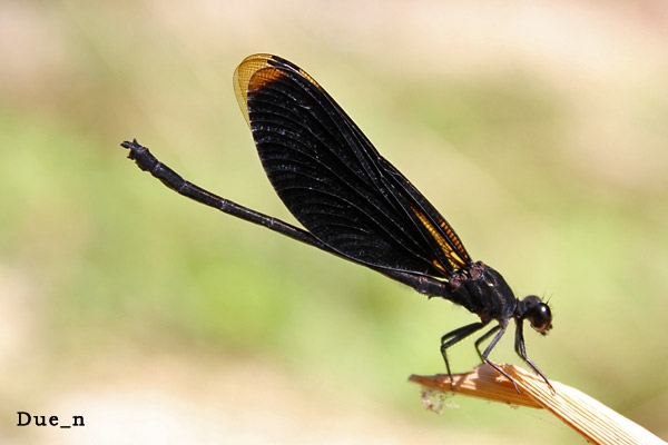 แมลงปอเข็มน้ำตกผู้ดำ Euphaea masoni