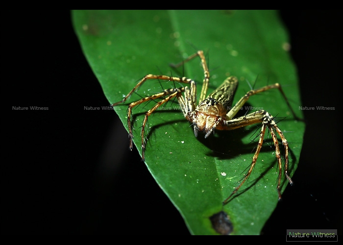 Lynx spider