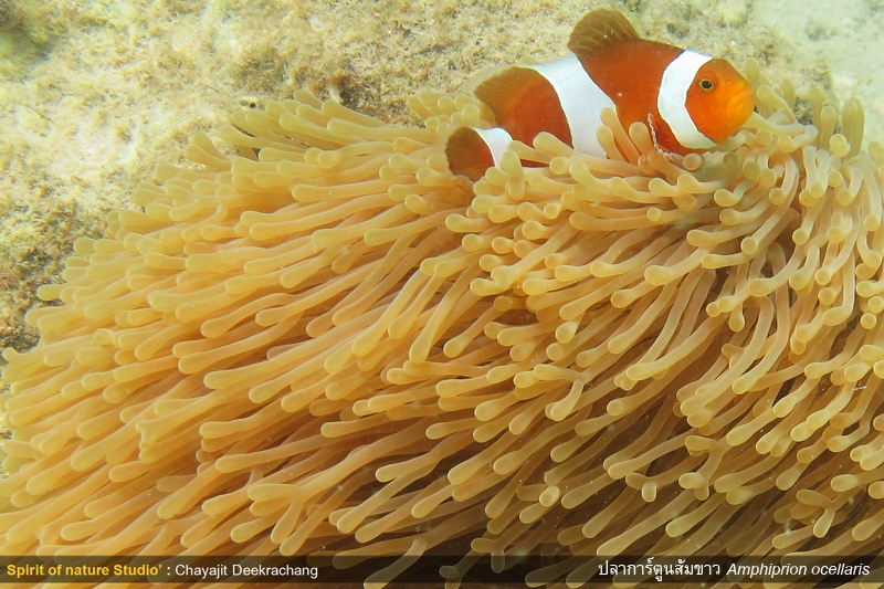 ปลาการ์ตูนส้มขาว Amphiprion ocellaris