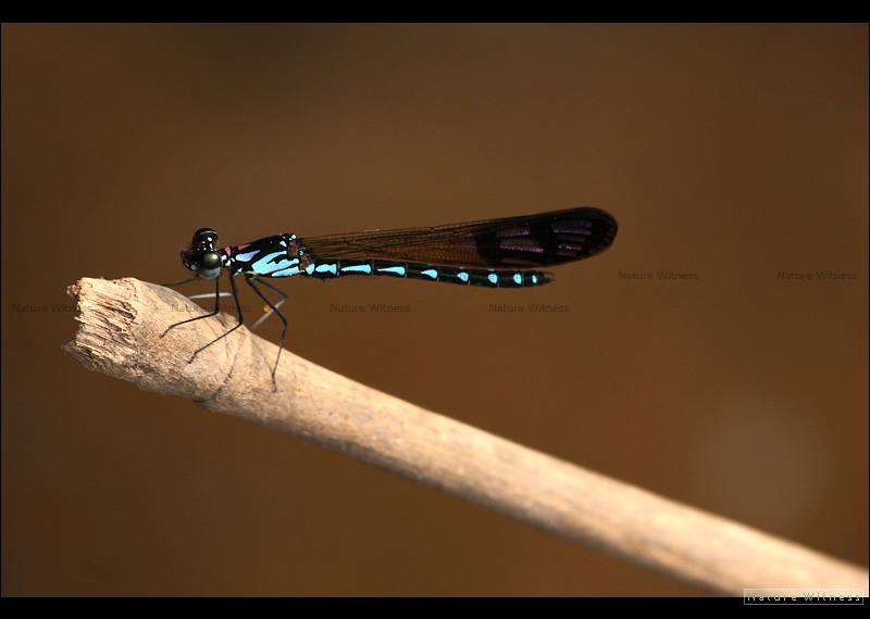 Heliocypha perforata limbata