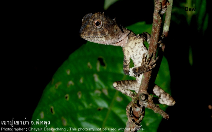 Acanthosaura crucigera วัยละอ่อน