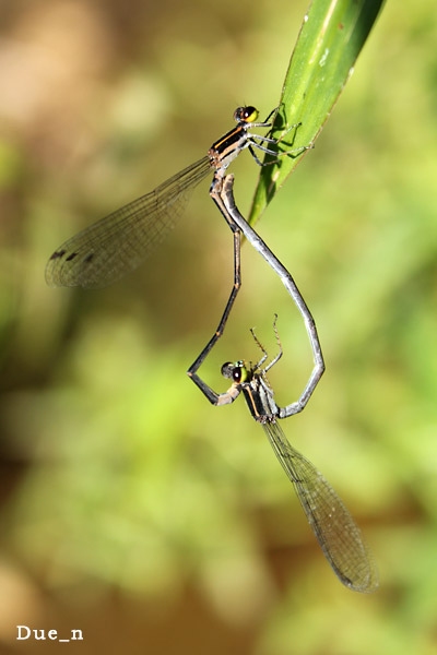 Argiocnemis rubescens rubeola