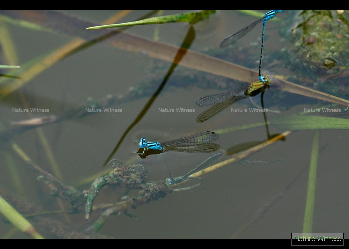 Pseudagrion microcephalum ตัวผู้เกี่ยวตัวเมียไว้ขณะวางไข่