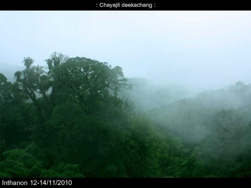 Cloud Forest 