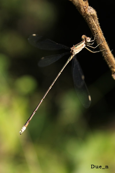 แมลงปอเข็มปีกกางสีน้ำตาล Lestes elatus