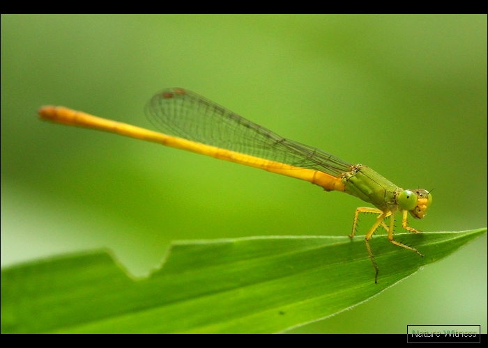 ปอ เรียกให้ดู Ceriagrion indochinense แมลงปอเข็มสีพื้นอินโดจีน