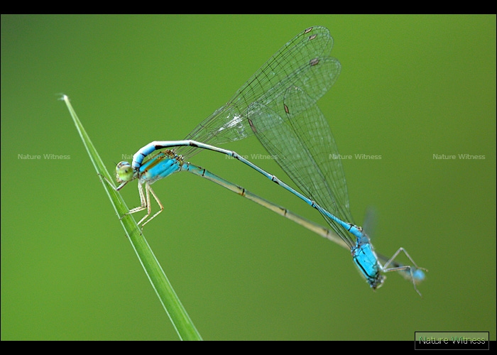 Pseudagrion microcephalum ตัวผู้โดนสอยหัวขาด