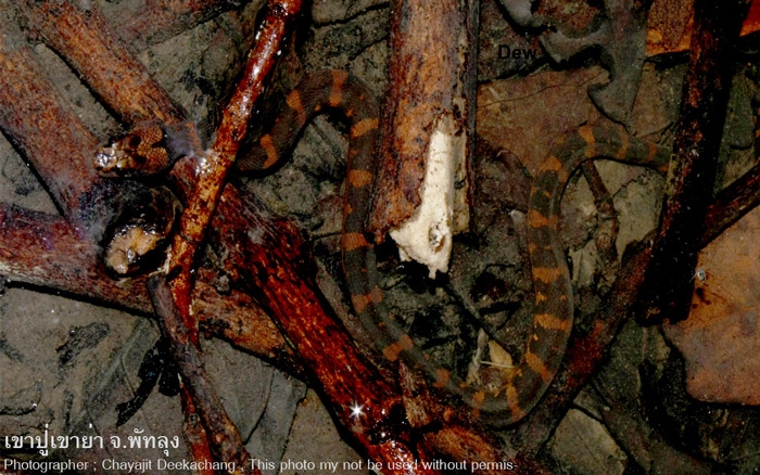 งูหัวกะโหลกใต้ๆ  Homalopsis buccata