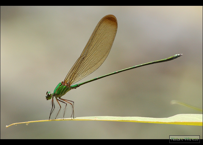 ทีแรกแอบดีใจ แต่มันเป็น Vestalis gracilis แมลงปอเข็มน้ำตกใหญ่ธรรมดา