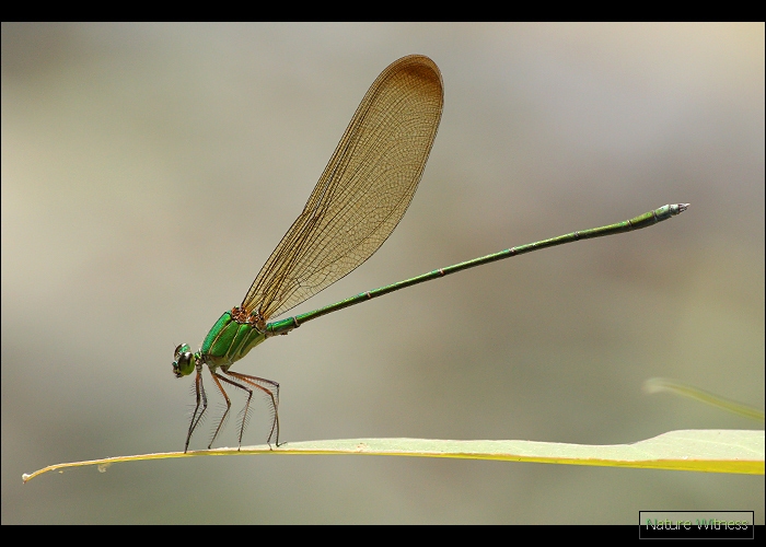 ทีแรกแอบดีใจ แต่มันเป็น Vestalis gracilis แมลงปอเข็มน้ำตกใหญ่ธรรมดา