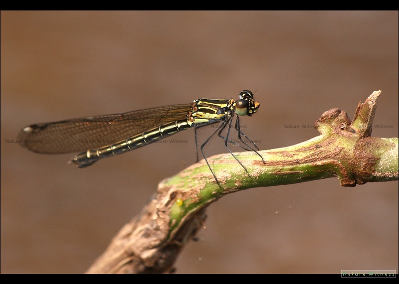 ? ตัวเมียของ Heliocypha perforata limbata ?