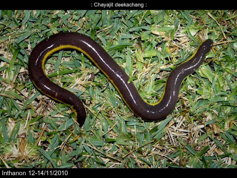 เขียดงูอินทนนท์ (Ichthyophis sp.)