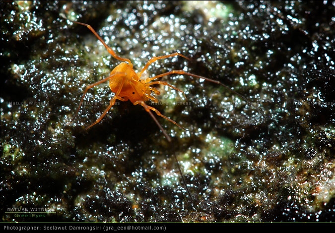 น่าจะพวก อันดับ Opiliones