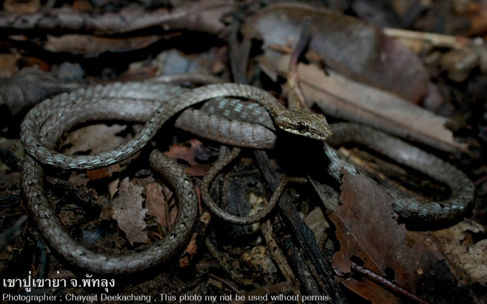 งูเถา  Dryophiops rubescens